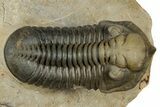 Morocconites Trilobite Fossil - Multi-Toned Shell Coloration #339444-1